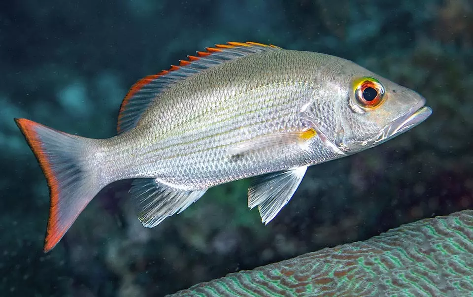 Mahogany Snapper